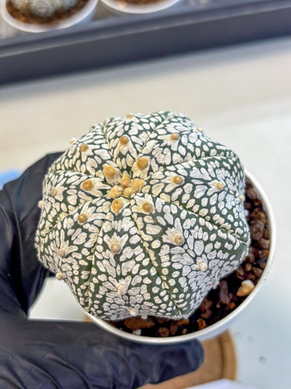 Astrophytum V Type (at5) (07) |  Sea urchin cactus