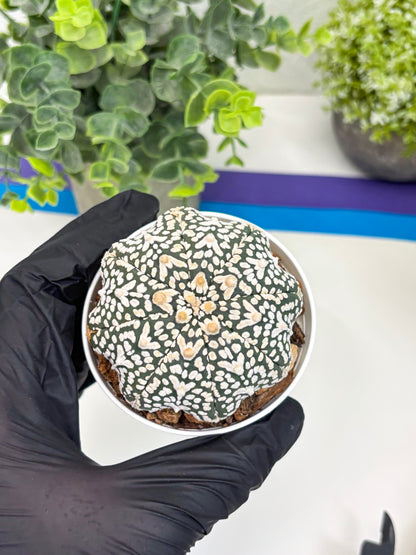 Astrophytum Super Kabuto V Type (T4) (p4) | USA Plant SHOP