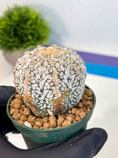 Astrophytum V Type (at2) (07) | Live Plant | Rare Collection