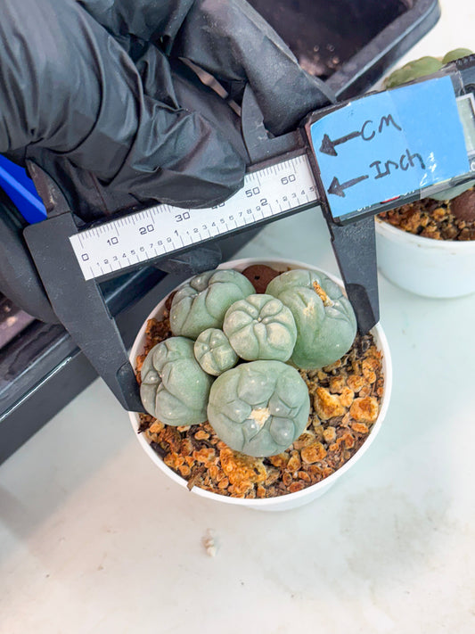 Spineless Cactus (Lo1) (g6) | For Advanced Growers