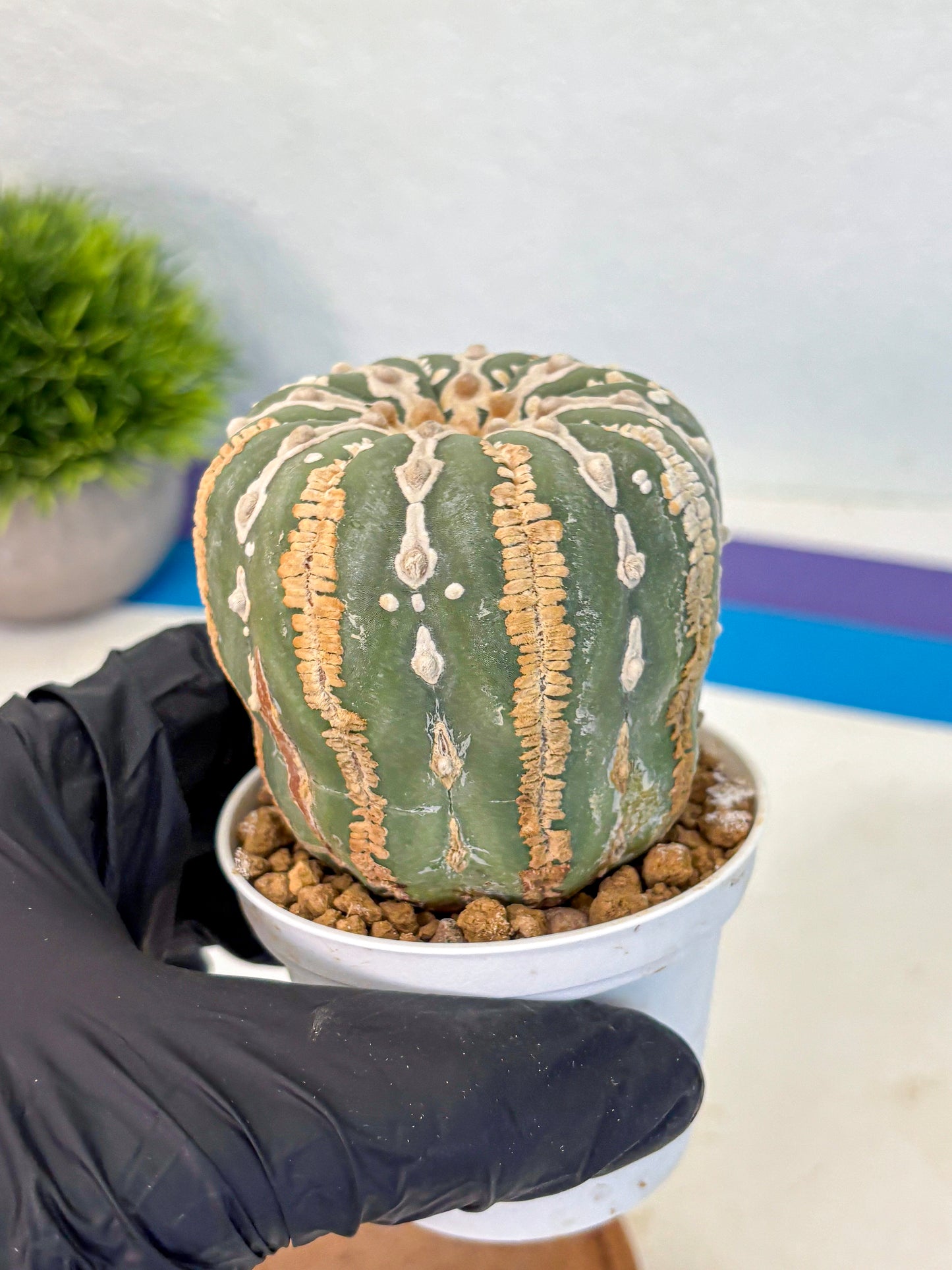 Astrophytum V Type Nudum (at9) (07) | Live Cactus