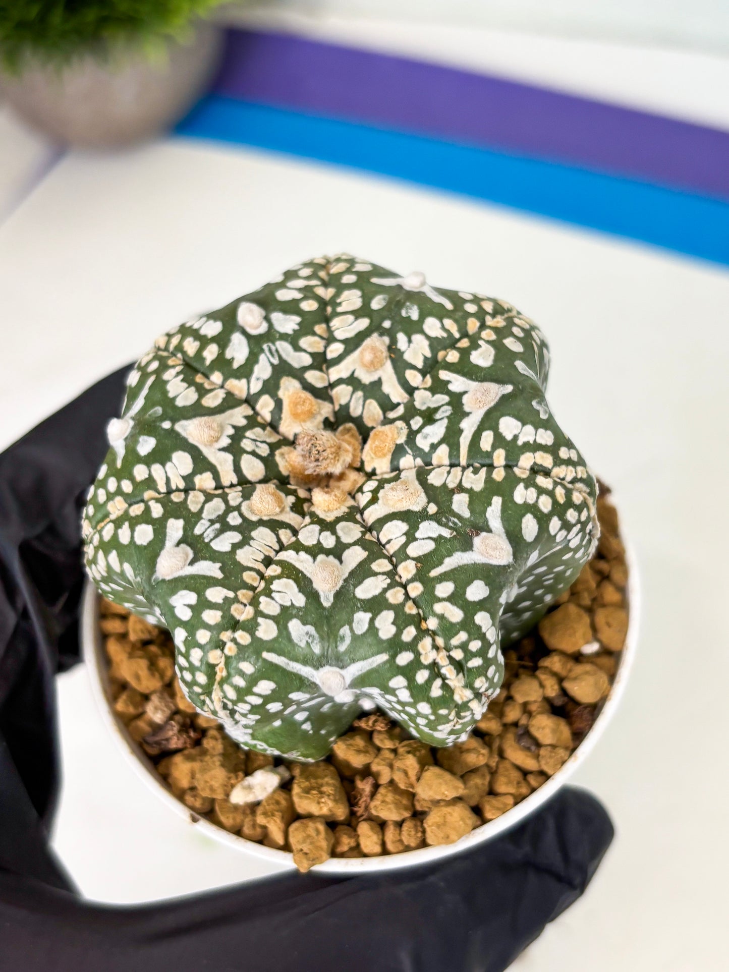 Astrophytum Star Shape (at4) (g3) | Imported Plant