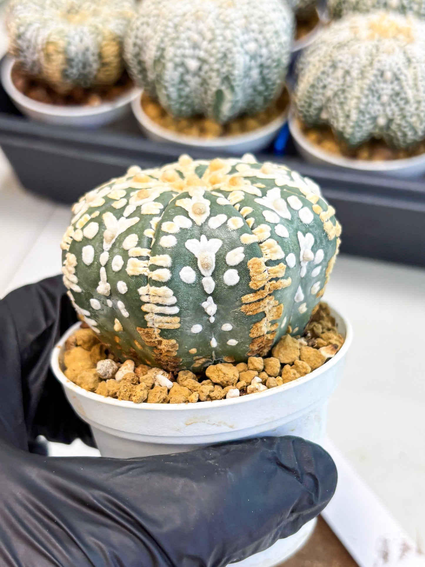 Astrophytum V-Type (at4) (y1) | Ship from Nevada