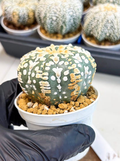 Astrophytum V-Type (at4) (y1) | Ship from Nevada