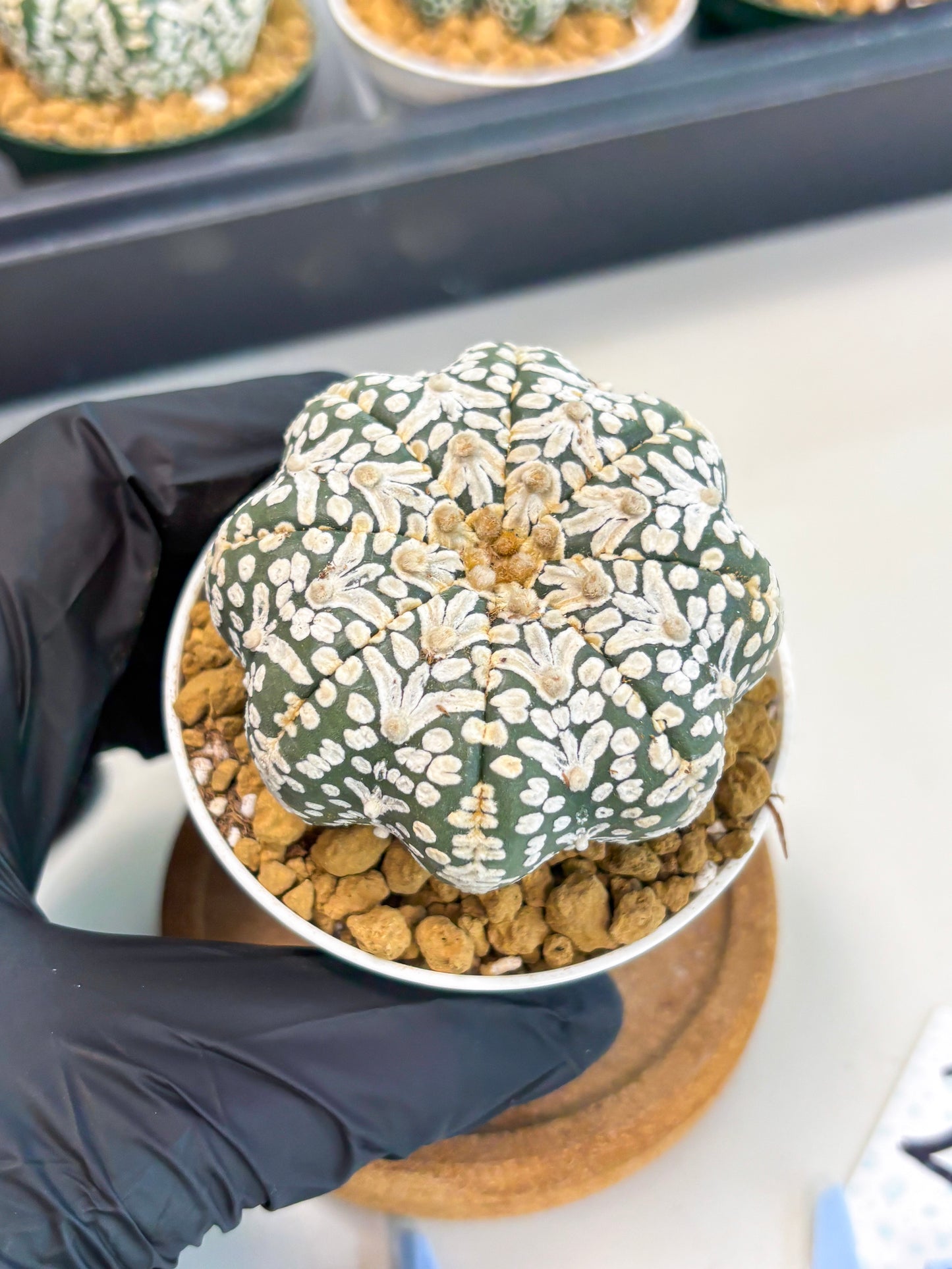 Astrophytum Star Shape (at2) (b2) | Japanese Import