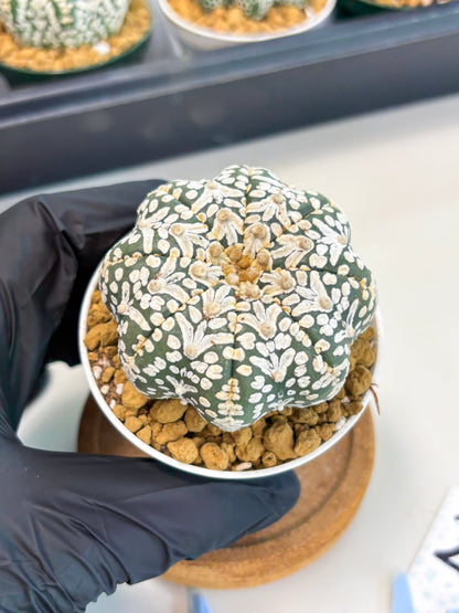 Astrophytum Star Shape (at2) (b2) | Japanese Import
