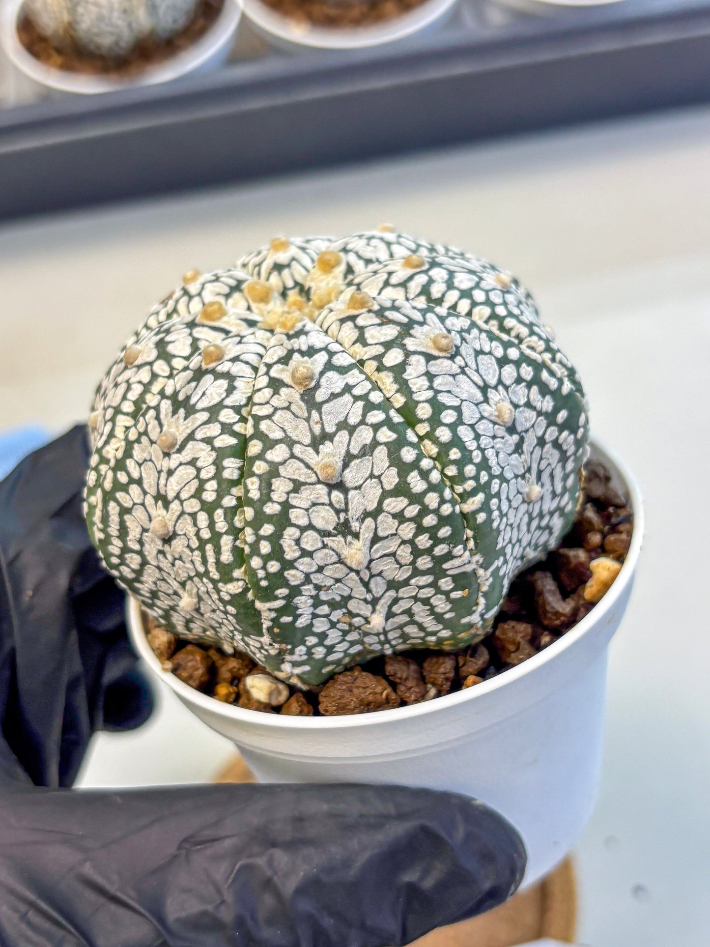 Astrophytum V Type (at5) (07) |  Sea urchin cactus