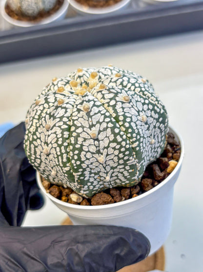Astrophytum V Type (at5) (07) |  Sea urchin cactus