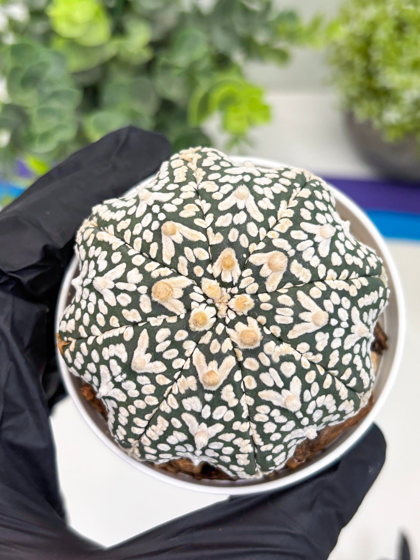 Astrophytum Super Kabuto V Type (T4) (p4) | USA Plant SHOP