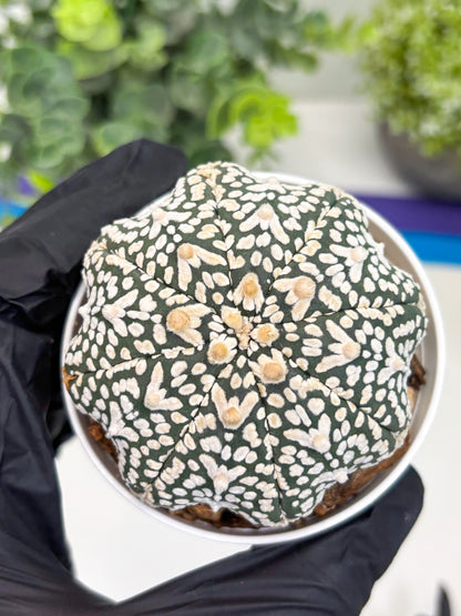 Astrophytum Super Kabuto V Type (T4) (p4) | USA Plant SHOP