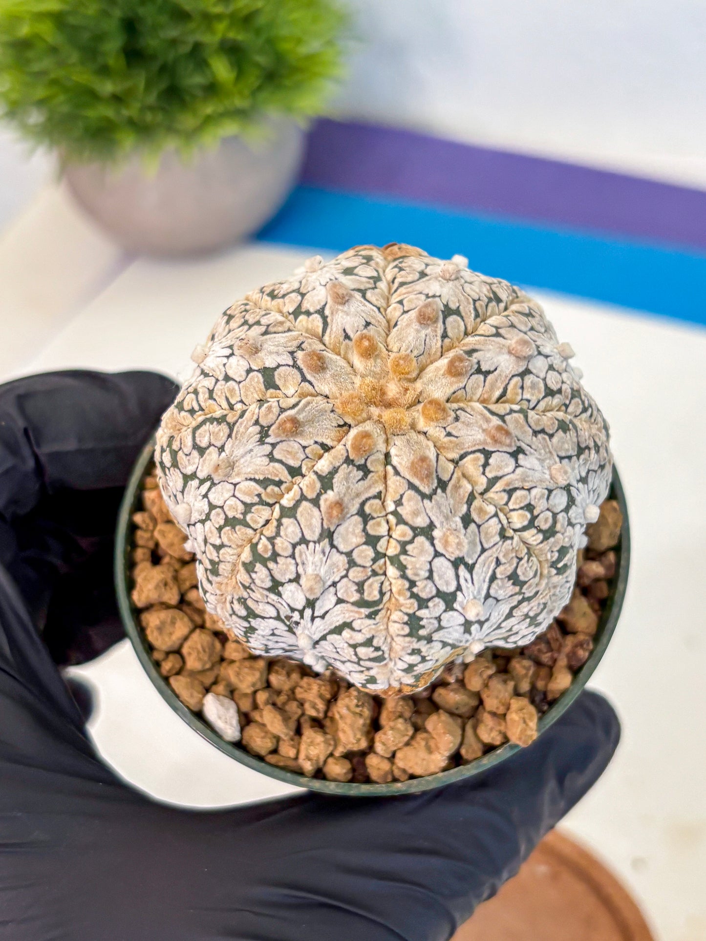 Astrophytum V Type (at2) (07) | Live Plant | Rare Collection