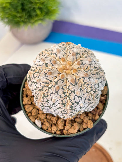 Astrophytum V Type (at2) (07) | Live Plant | Rare Collection
