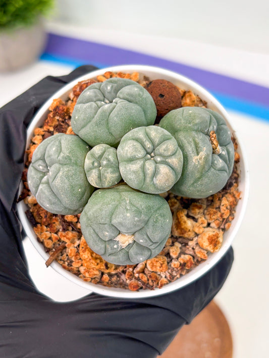 Spineless Cactus (Lo1) (g6) | For Advanced Growers