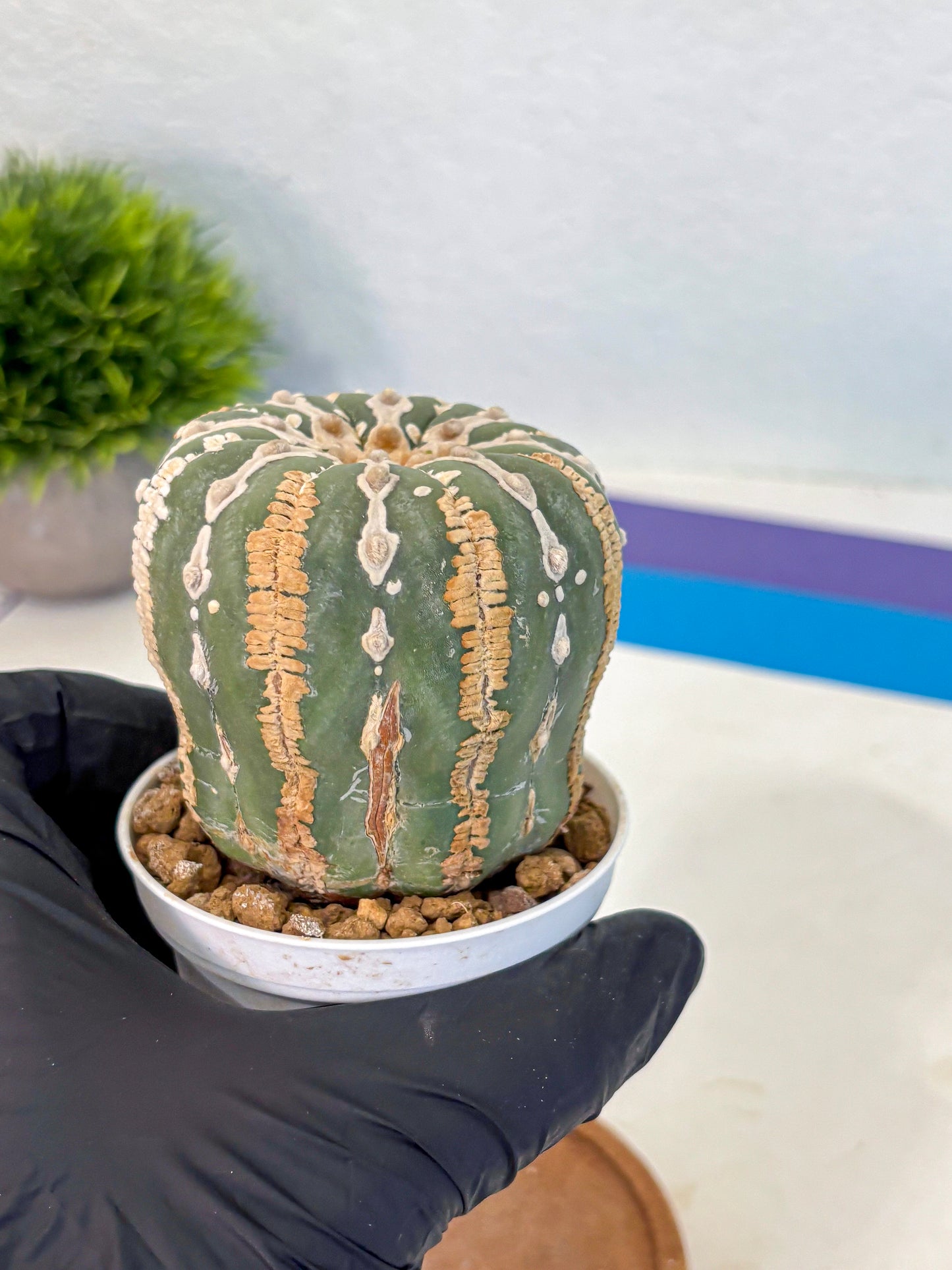 Astrophytum V Type Nudum (at9) (07) | Live Cactus