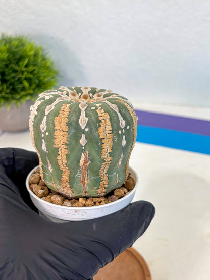 Astrophytum V Type Nudum (at9) (07) | Live Cactus