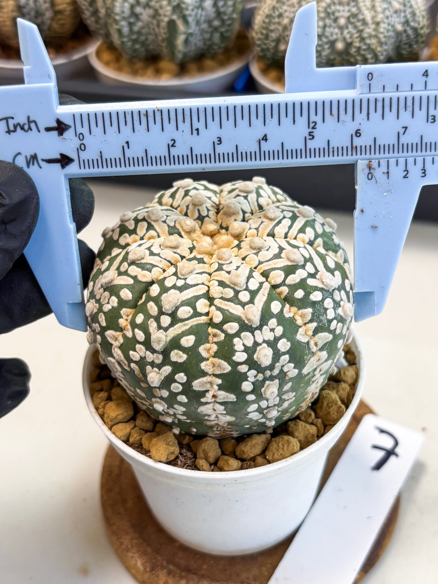 Astrophytum V-Type (at4) (r7) | Ship from Nevada