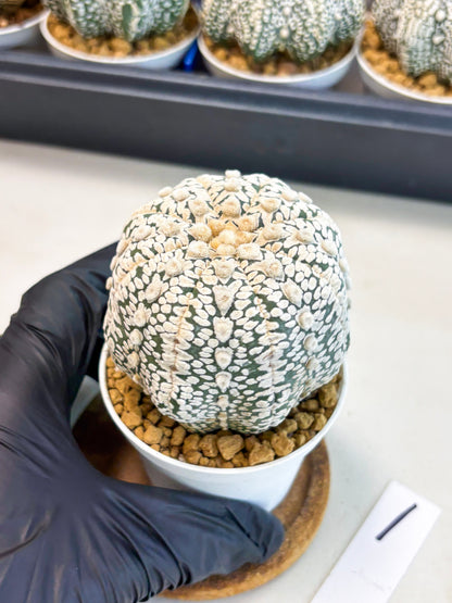 Astrophytum V-Type (at4) (r1) | Ship from Nevada