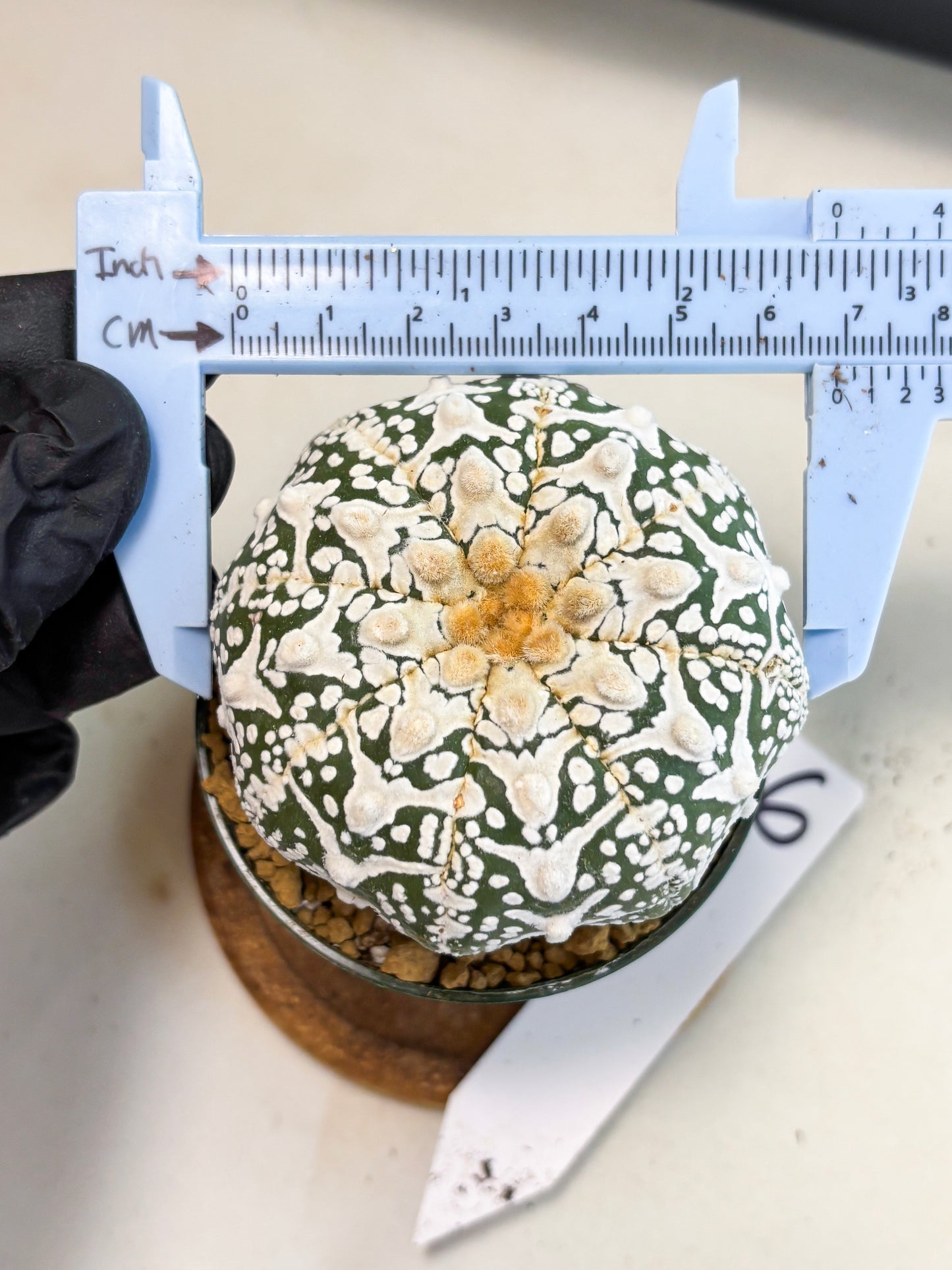 Astrophytum V-Type (at4) (r6) | Ship from Nevada