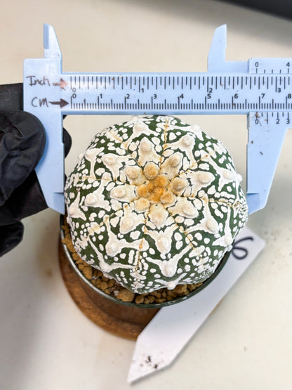 Astrophytum V-Type (at4) (r6) | Ship from Nevada