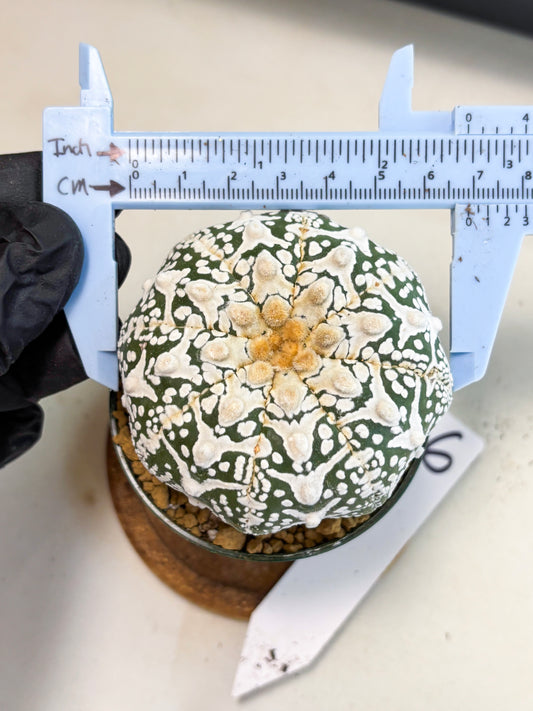 Astrophytum V-Type (at4) (r6) | Ship from Nevada