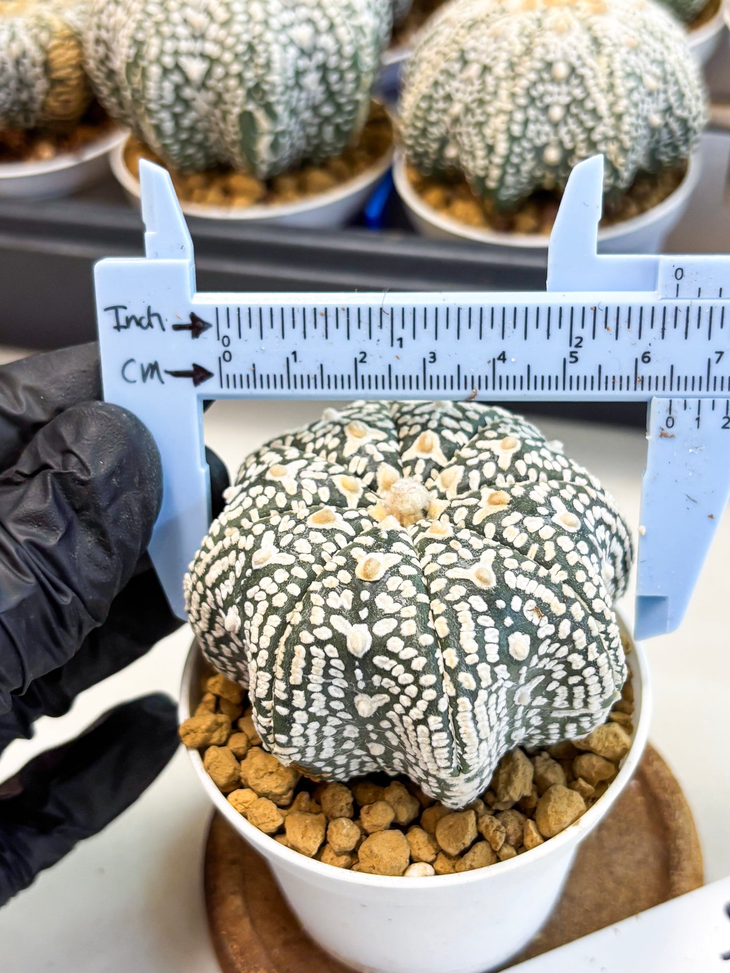 Astrophytum Star Shape (at4) (g4) | Imported Plant