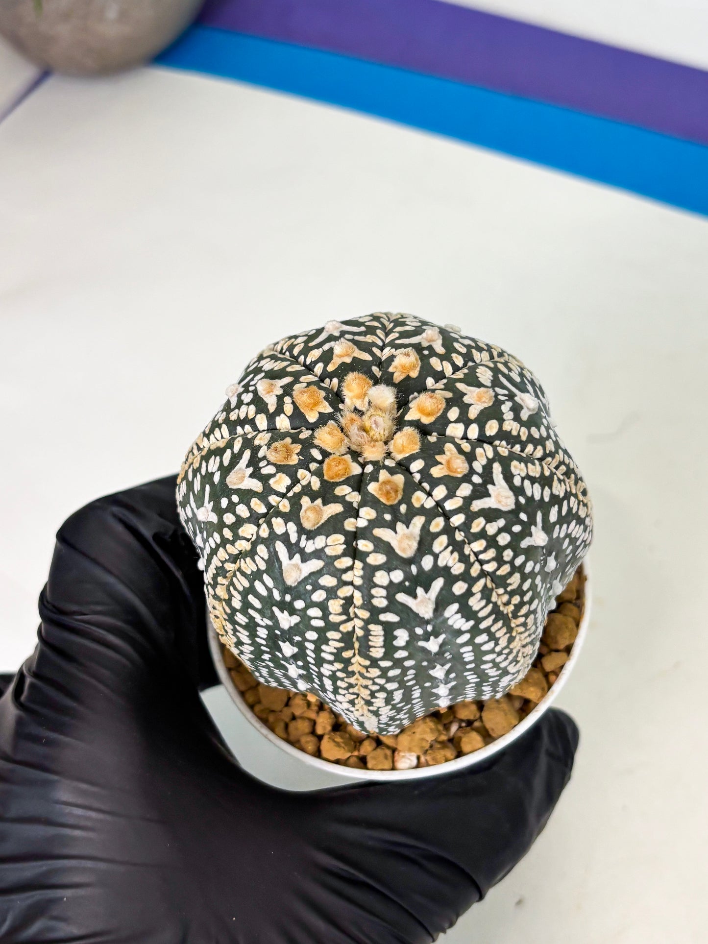Astrophytum V-Type (at4) (y7) | Ship from Nevada