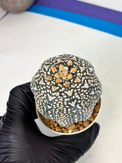 Astrophytum V-Type (at4) (y7) | Ship from Nevada
