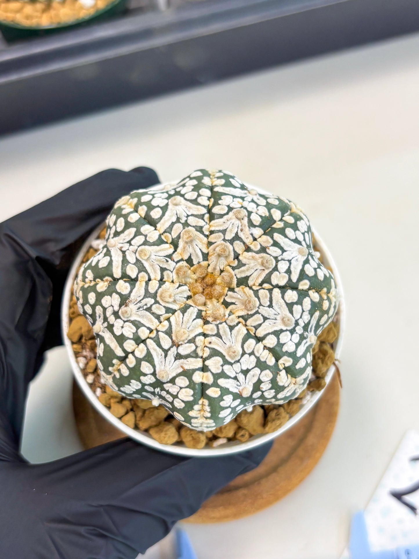Astrophytum Star Shape (at2) (b2) | Japanese Import
