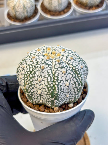 Astrophytum V Type (at5) (07) |  Sea urchin cactus