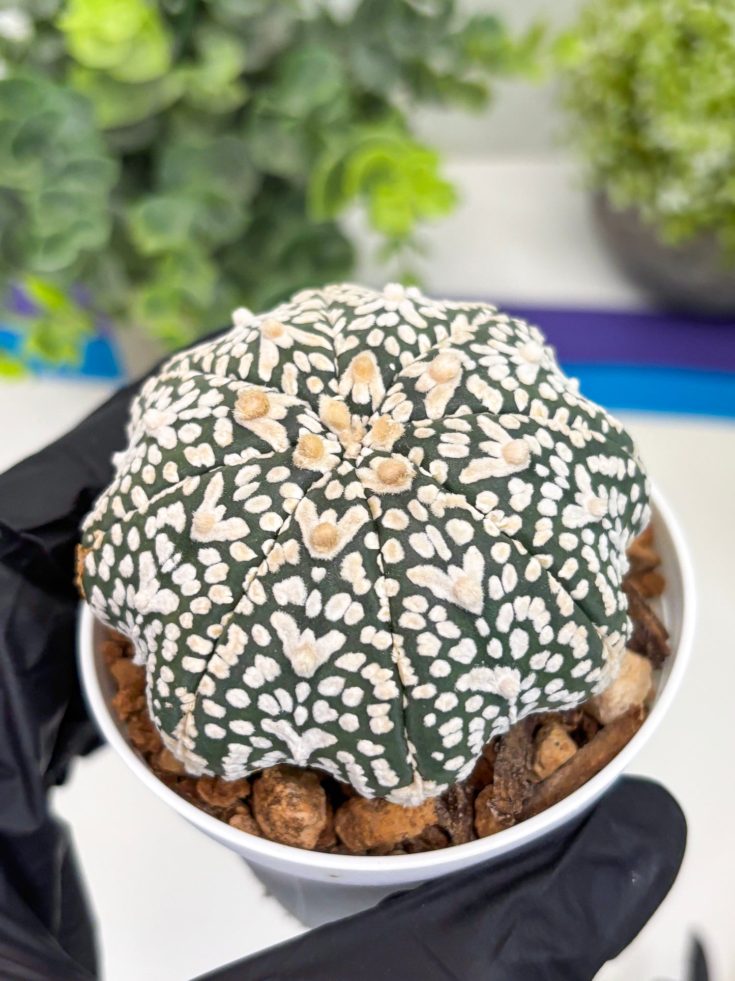 Astrophytum Super Kabuto V Type (T4) (p4) | USA Plant SHOP