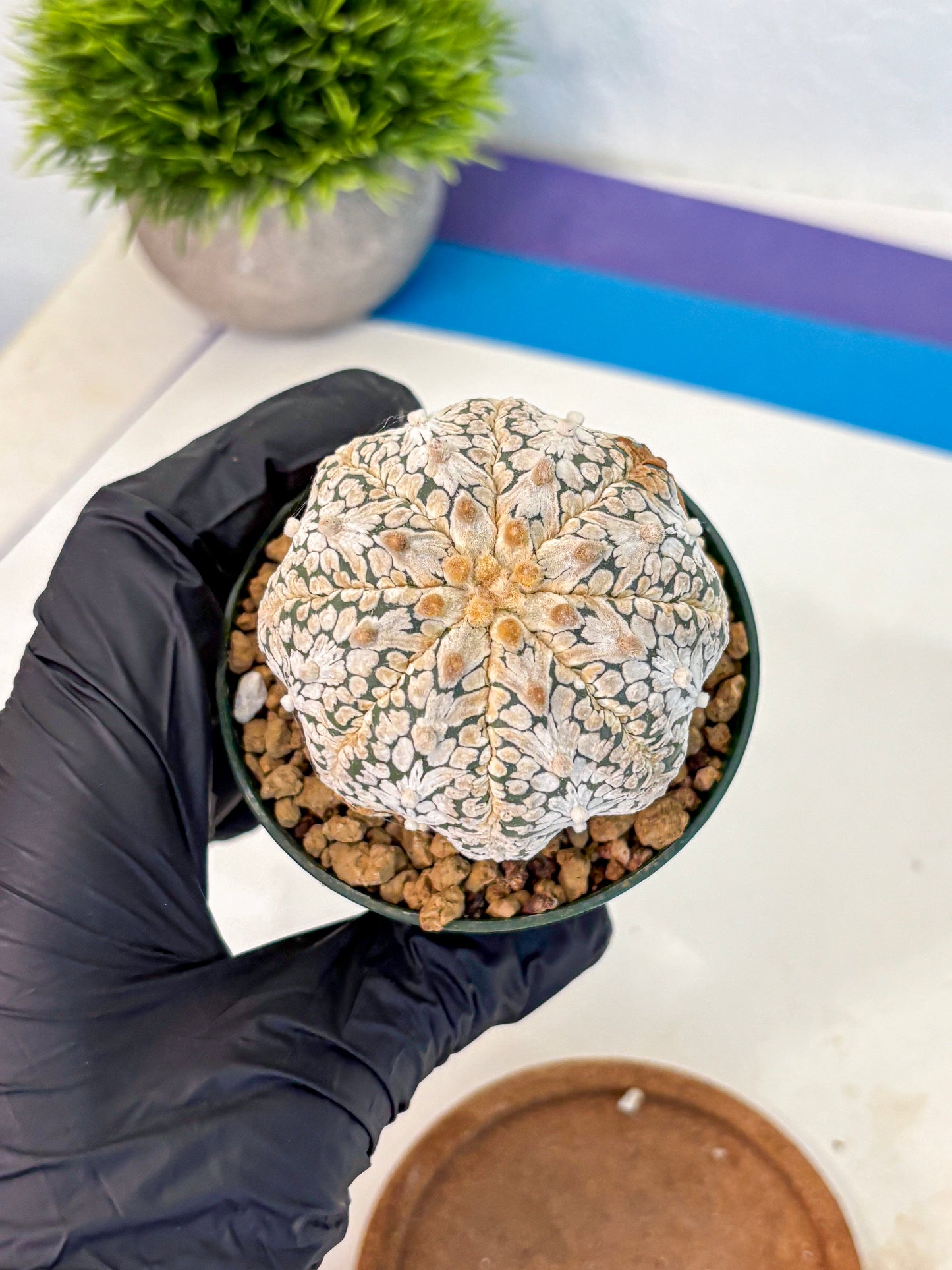 Astrophytum V Type (at2) (07) | Live Plant | Rare Collection