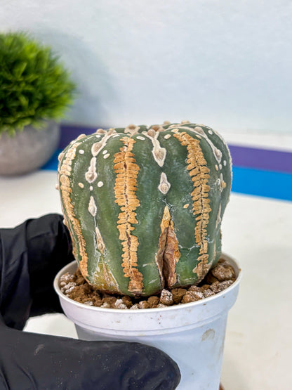 Astrophytum V Type Nudum (at9) (07) | Live Cactus