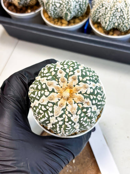 Astrophytum V-Type (at4) (y5) | Ship from Nevada