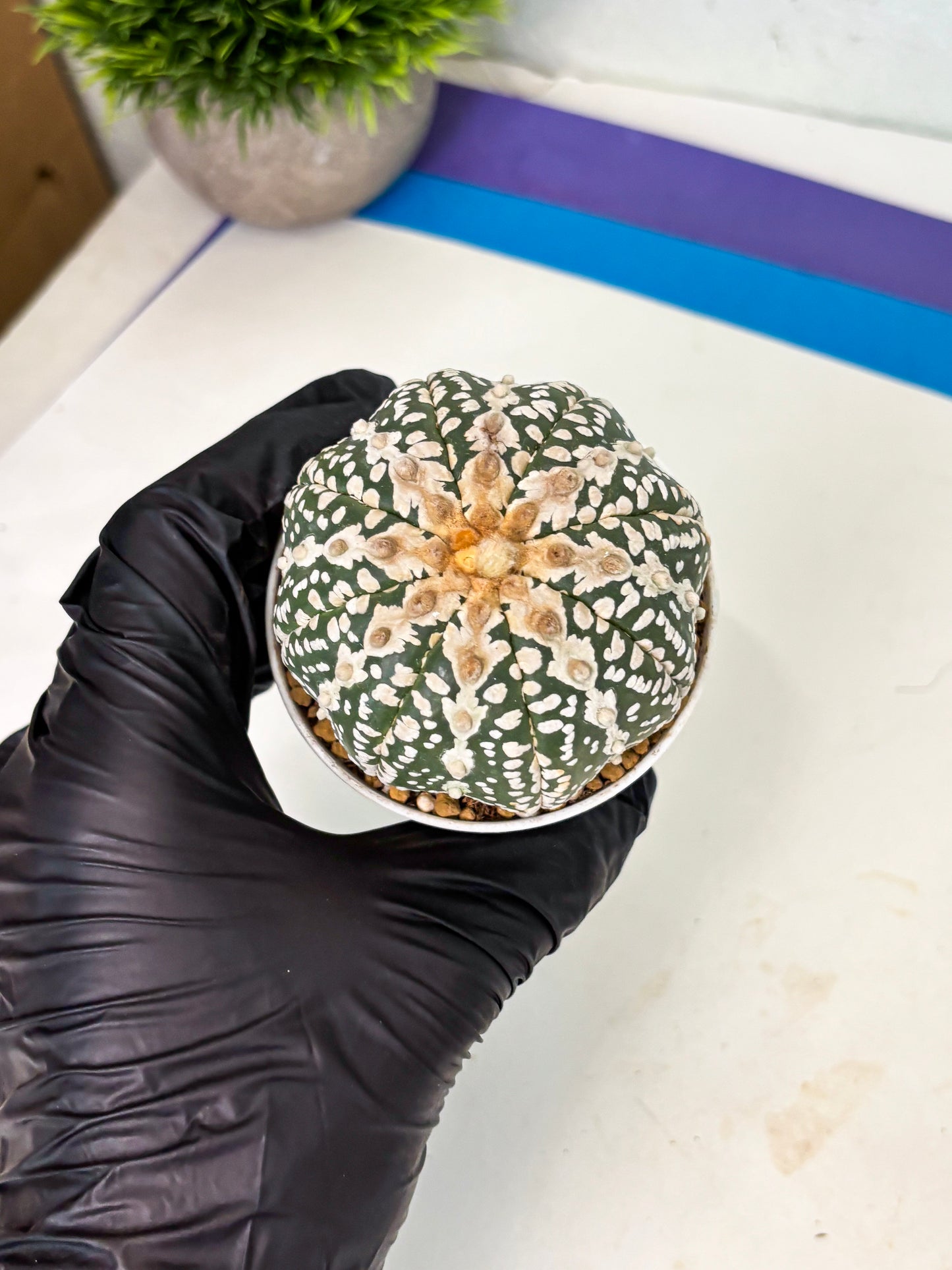 Astrophytum V-Type (at4) (y5) | Ship from Nevada