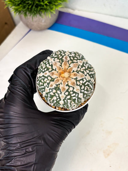 Astrophytum V-Type (at4) (y5) | Ship from Nevada