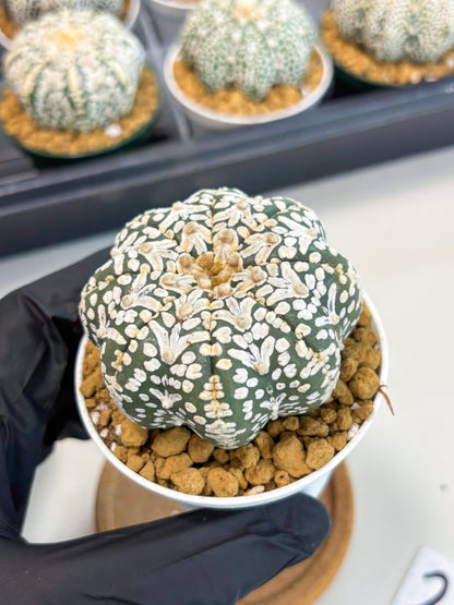 Astrophytum Star Shape (at2) (b2) | Japanese Import