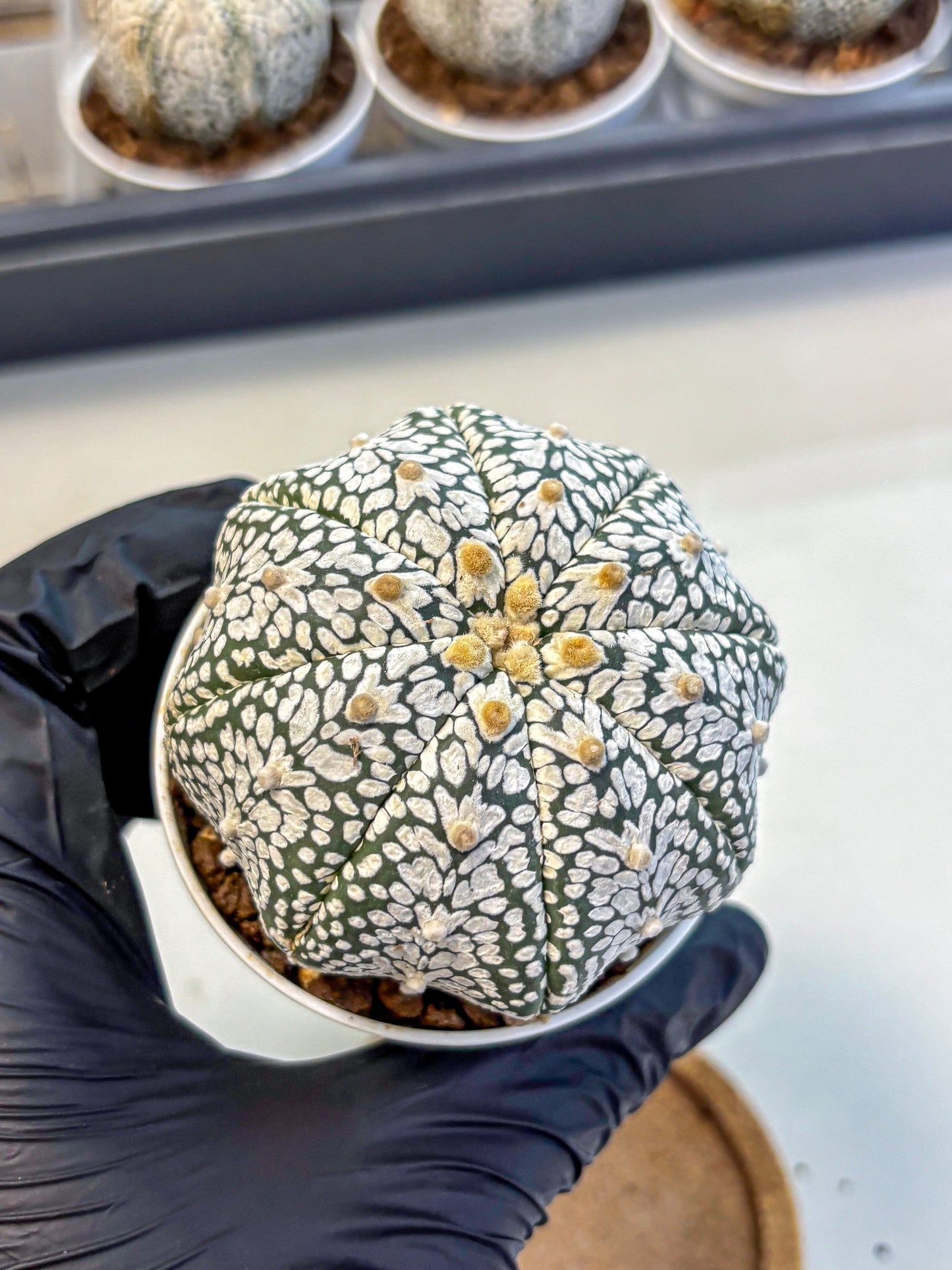 Astrophytum V Type (at5) (07) |  Sea urchin cactus