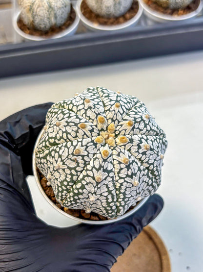 Astrophytum V Type (at5) (07) |  Sea urchin cactus
