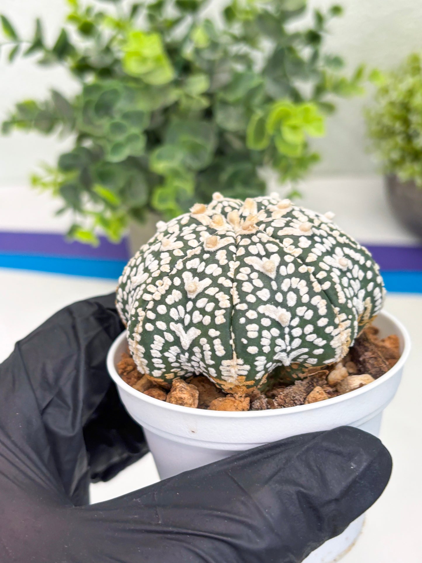 Astrophytum Super Kabuto V Type (T4) (p4) | USA Plant SHOP