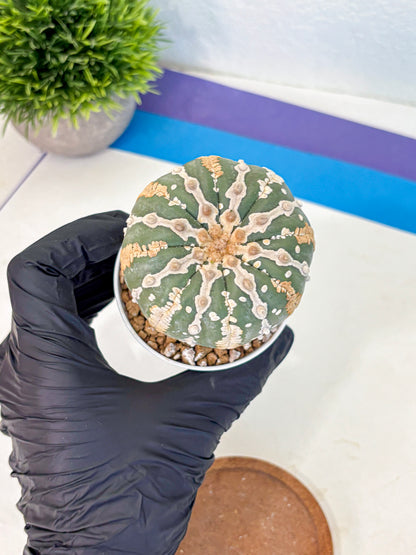 Astrophytum V Type Nudum (at9) (07) | Live Cactus