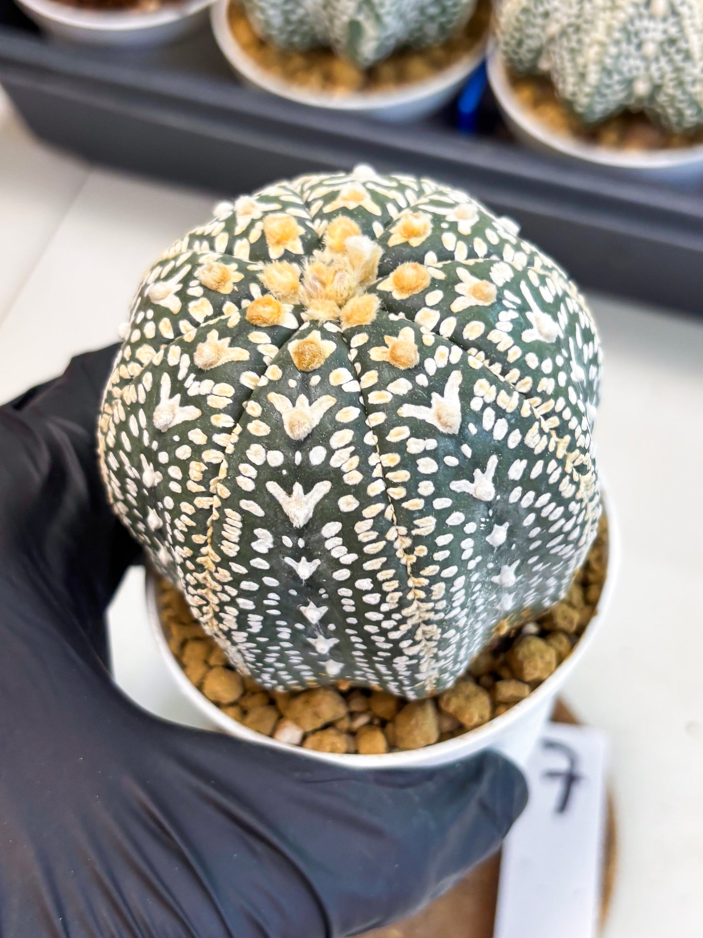 Astrophytum V-Type (at4) (y7) | Ship from Nevada