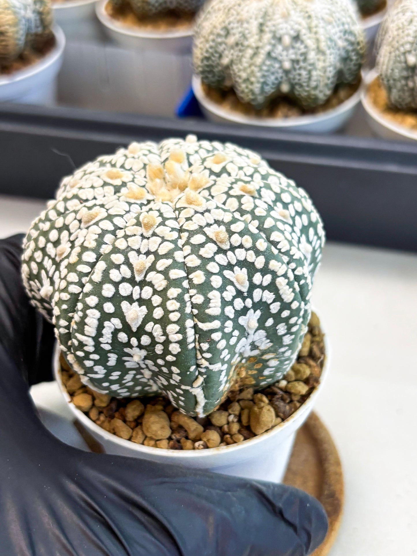 Astrophytum Star Shape (at4) (g6) | Imported Plant