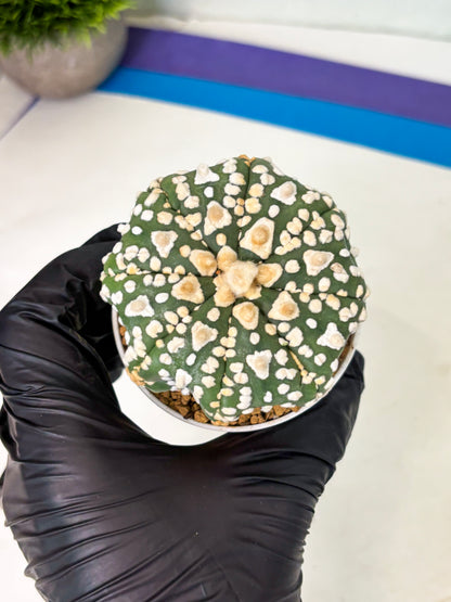 Astrophytum V-Type (at4) (y4) | Ship from Nevada