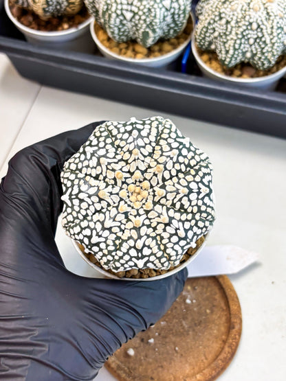 Astrophytum V-Type (at4) (y2) | Ship from Nevada