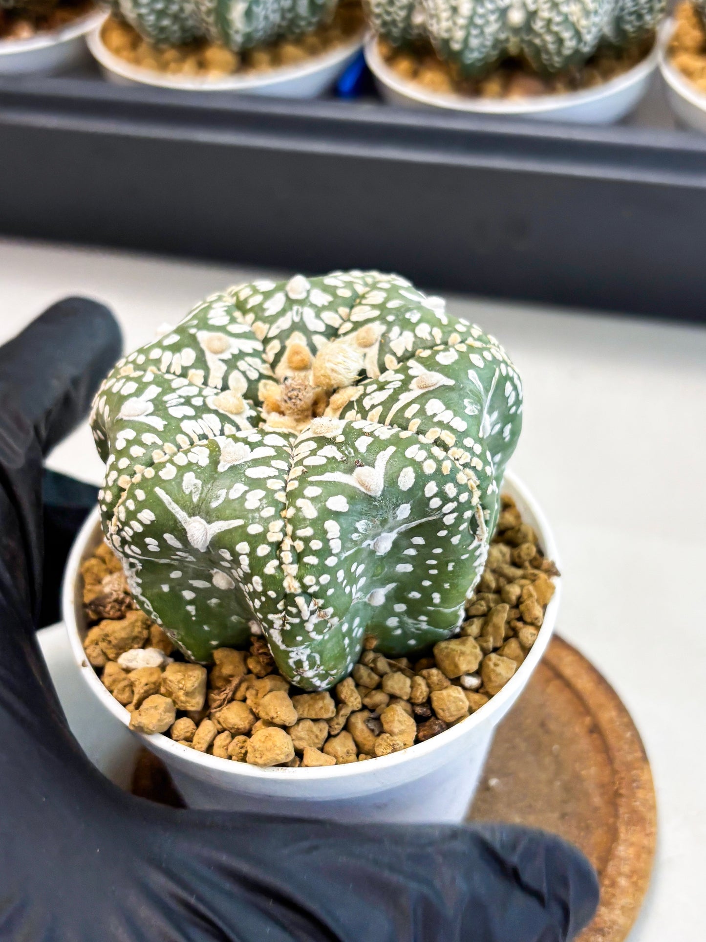 Astrophytum Star Shape (at4) (g3) | Imported Plant