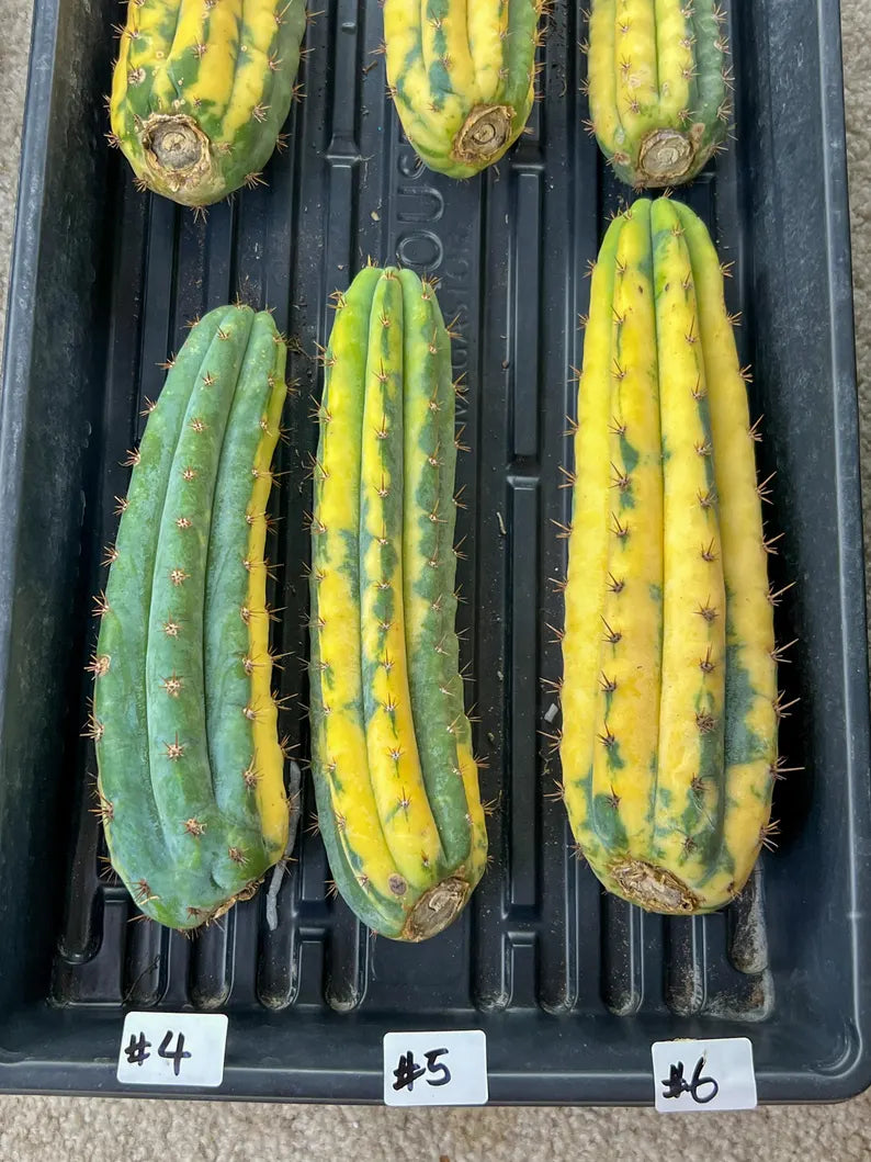 #5 Thick Cactus for Grafting Purposes (#5) | Imported