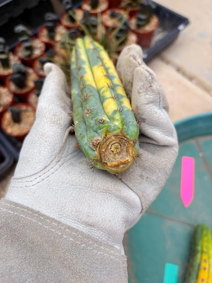 Variegated Cactus (Pink) | Can be used for Grafting