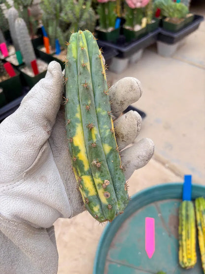Variegated Cactus (Pink) | Can be used for Grafting