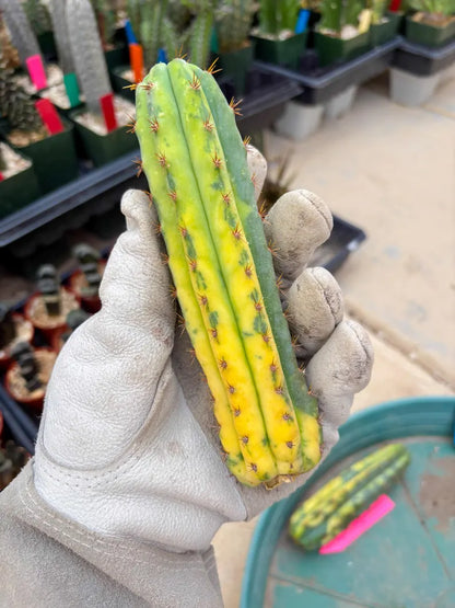 Variegated Cactus (BLUE) | Can be used for Grafting
