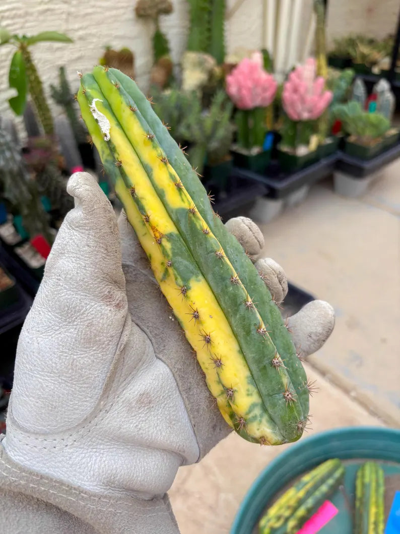 Variegated Cactus (Yellow) | Can be used for Grafting